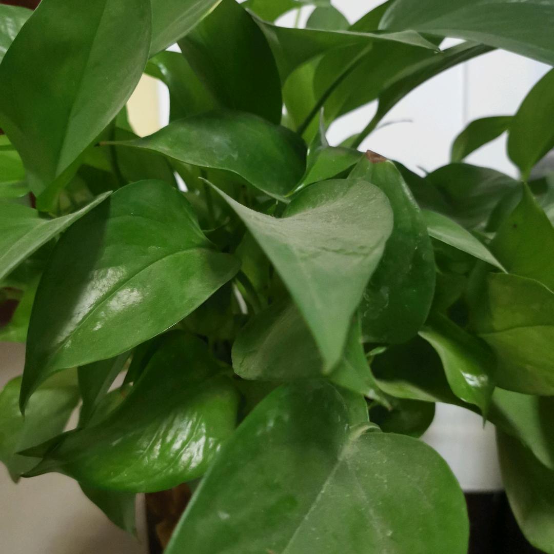 信业中心店迪尔女裤