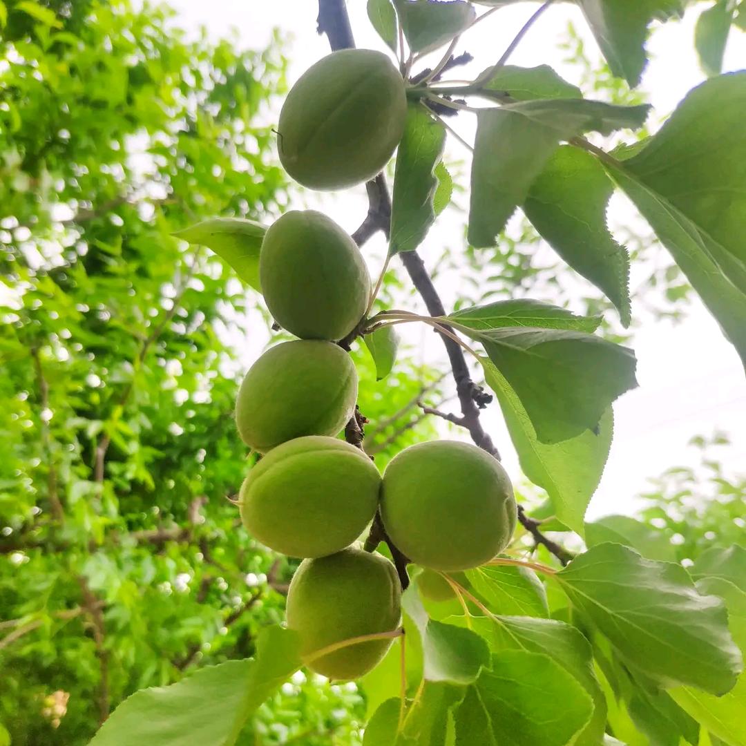向往太阳