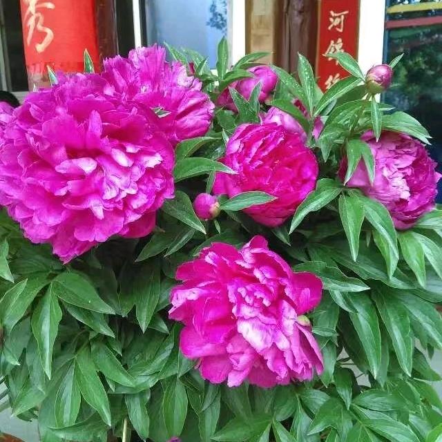 剑川四妹酥饼