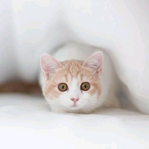 小猫咪