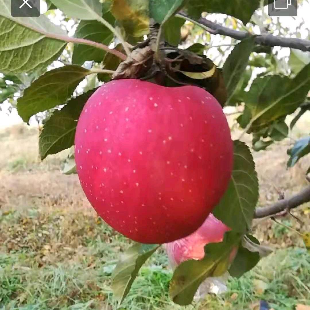 运城苹果管理