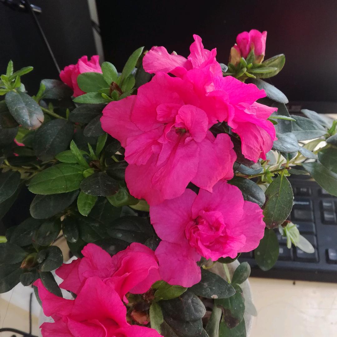 花开满地伤头像