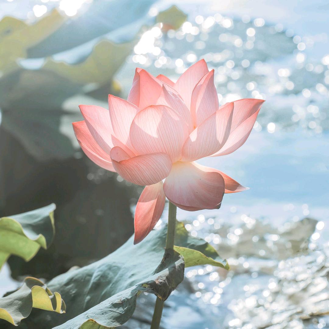 里昂.v