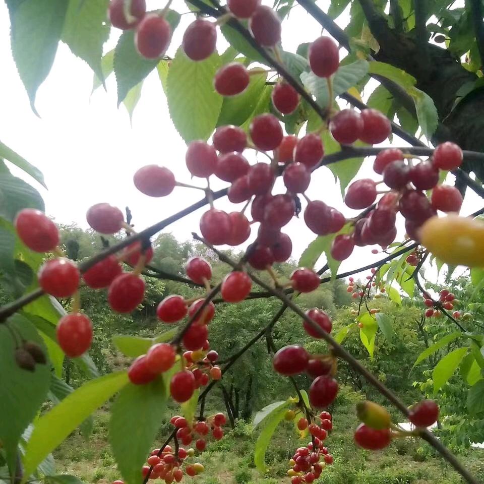 勇往值钱（专心做好槟榔）