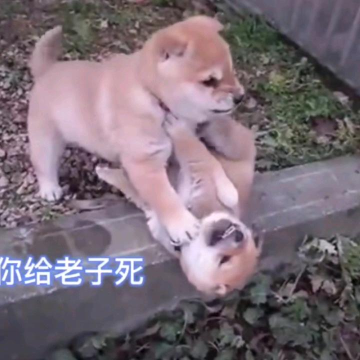 。。。。。。。。