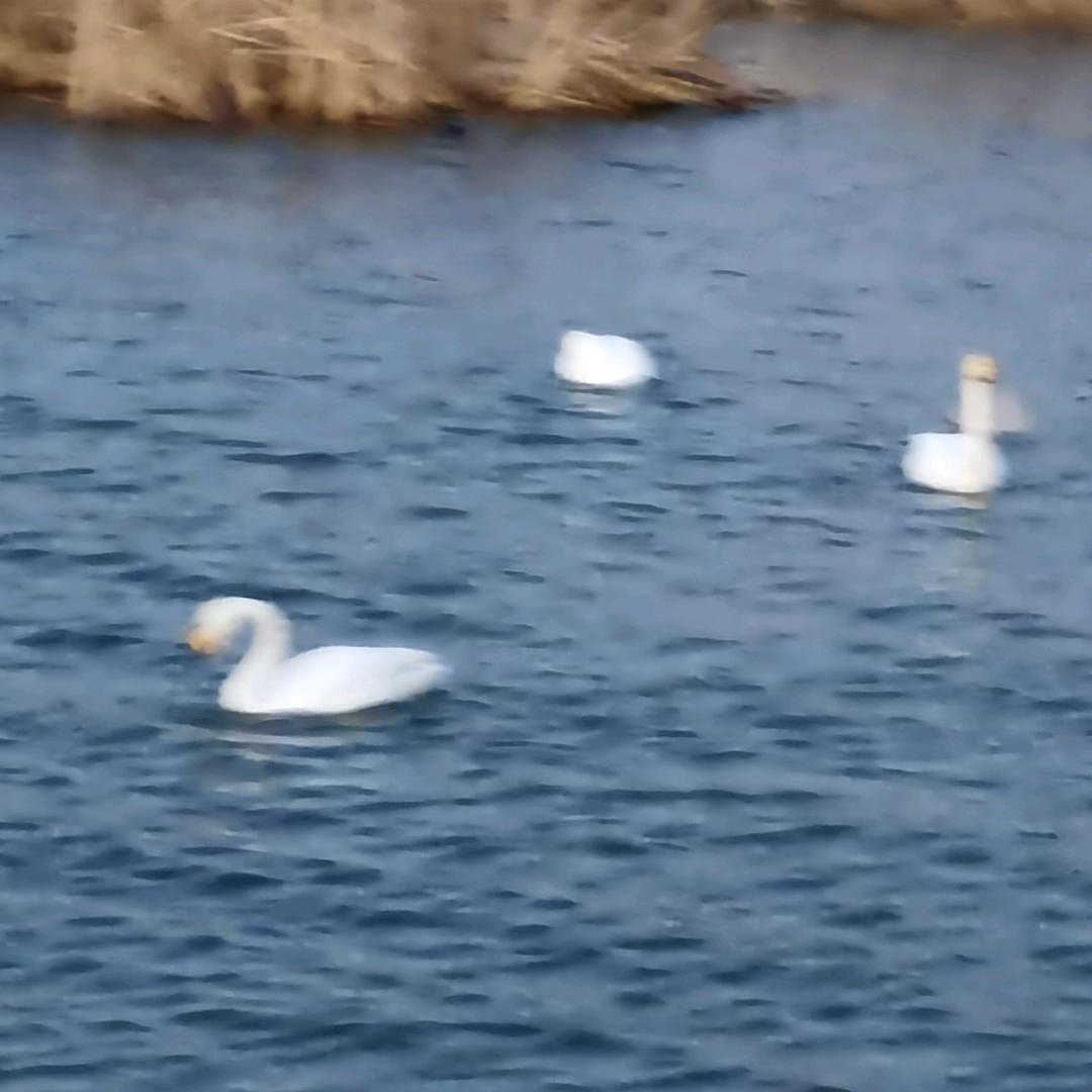 革新