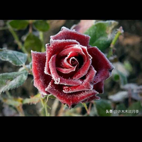 樱桃🌸🌸🌸