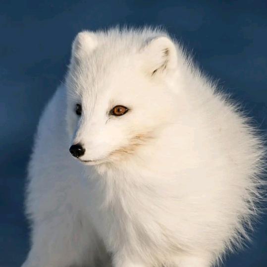 狮猩狸废