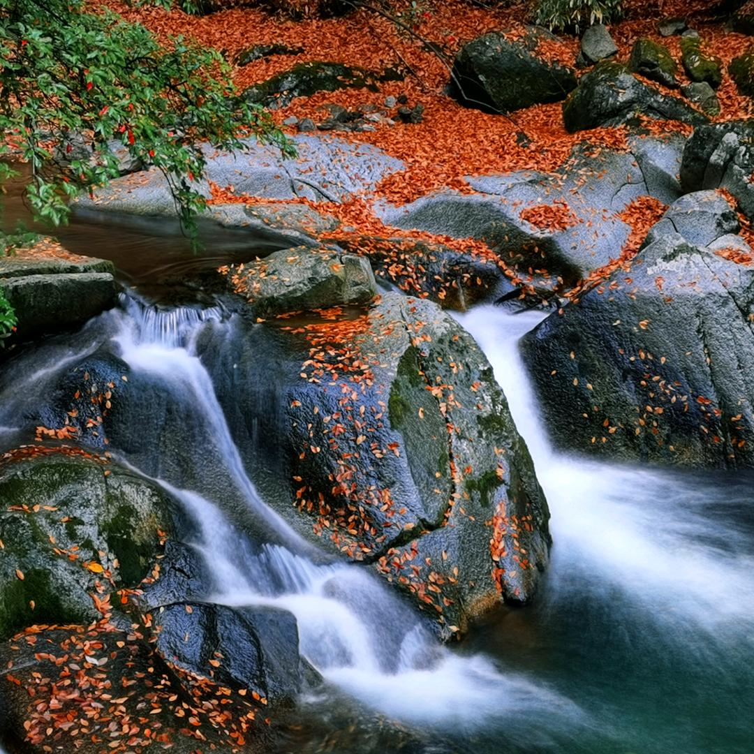 老严
