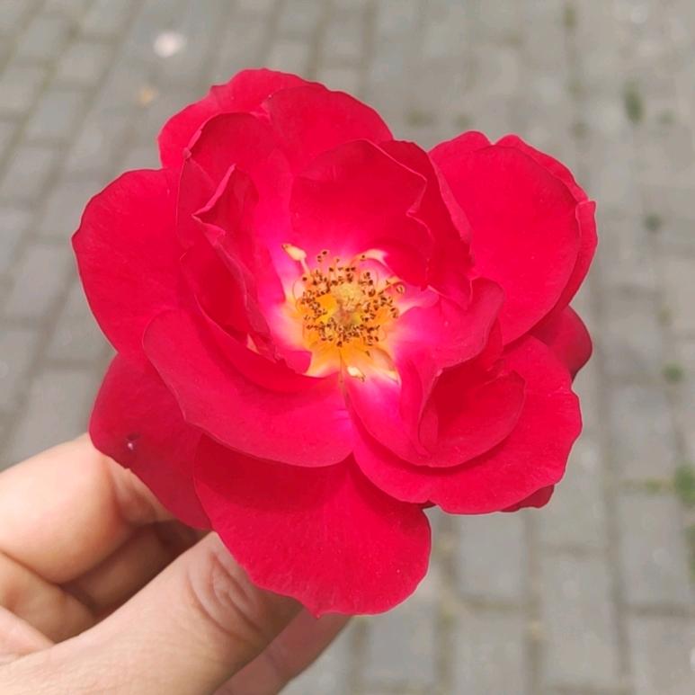 花俏饰品