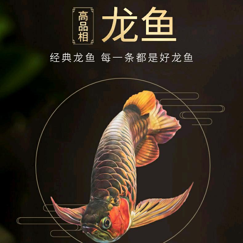 观龙龙鱼