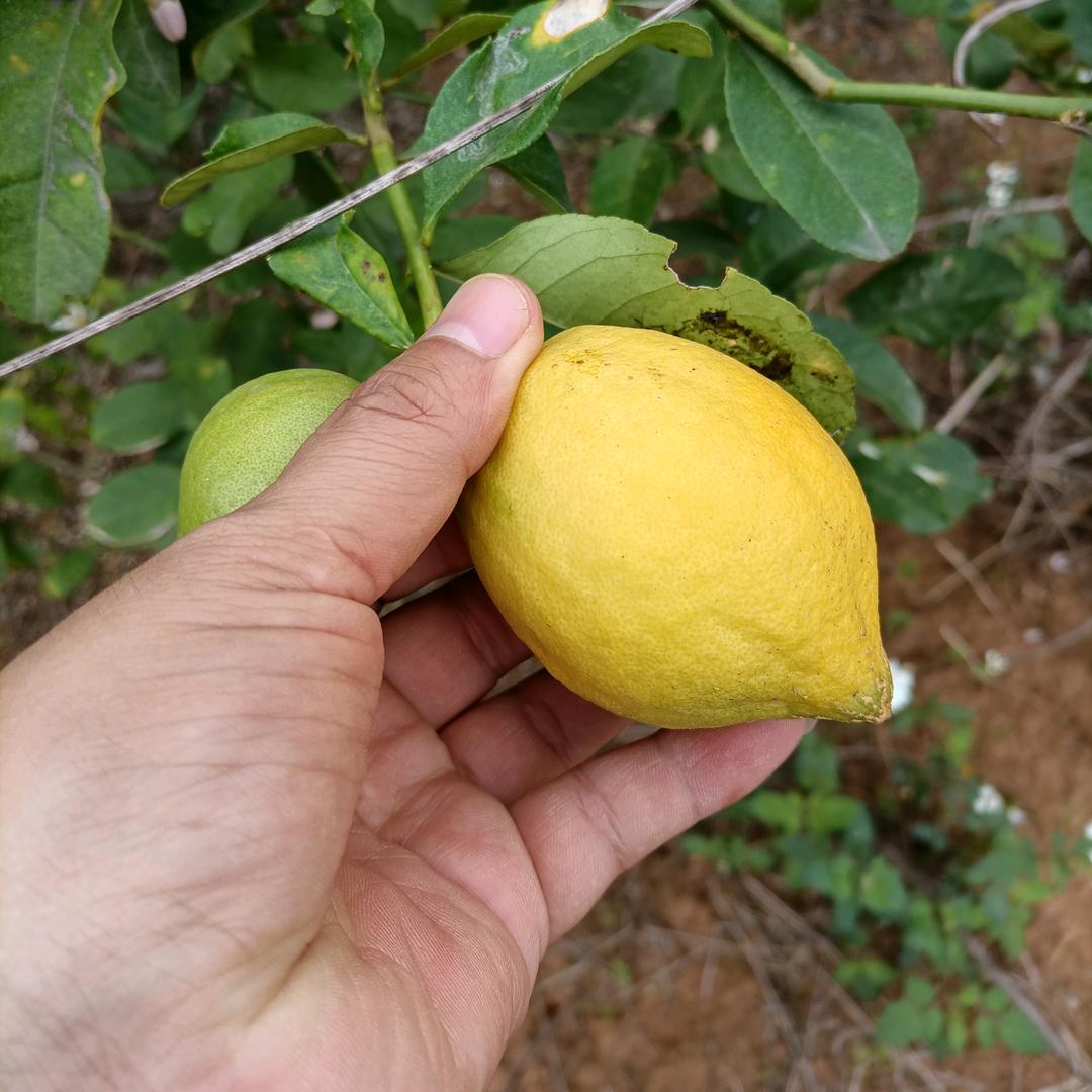 广西鲜柠基地～柠檬搬运工