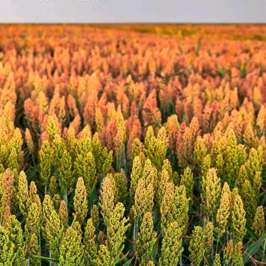 用户2749872775gb3469ir