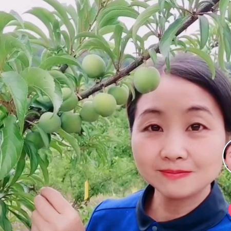 农人丽姐（蜂糖李种植）