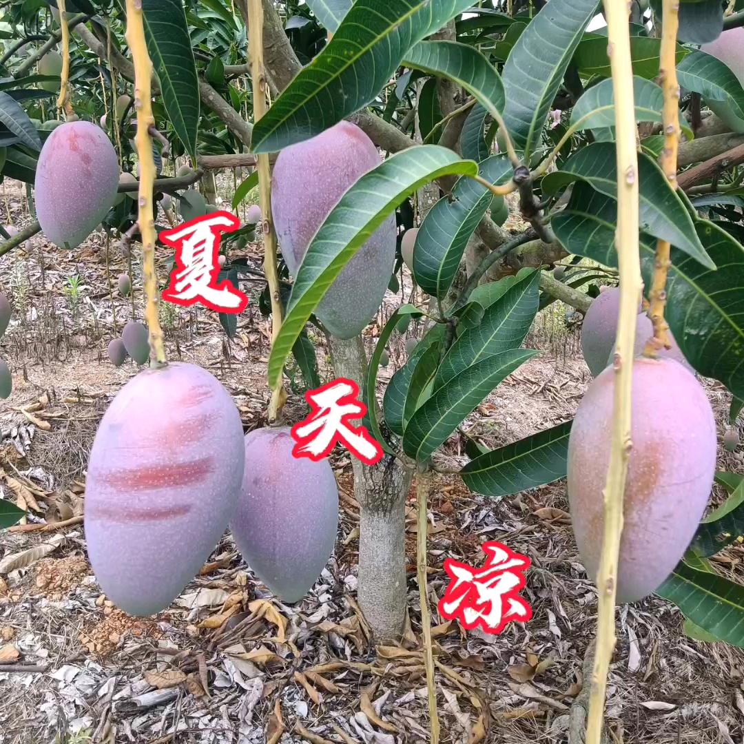 夏天凉（芒果）