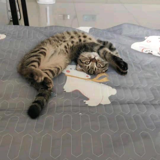 一只叫狗子的小猫咪🐱