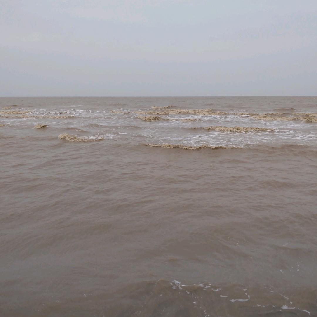 海鸥