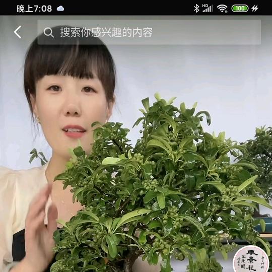 风景花卉苗木