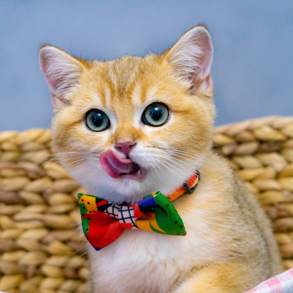 猫顿庄园