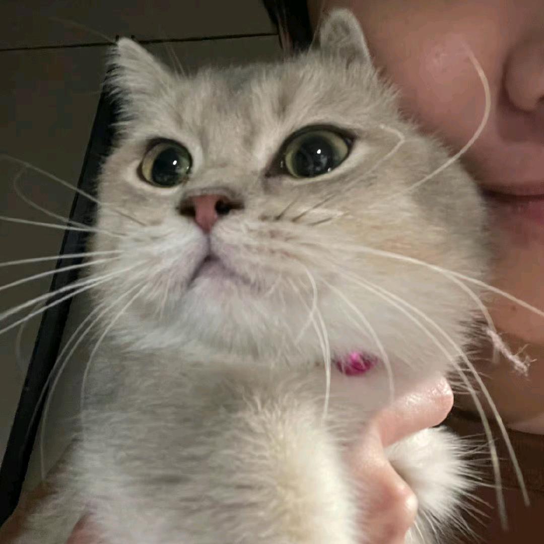 爱骑摩托的香菜