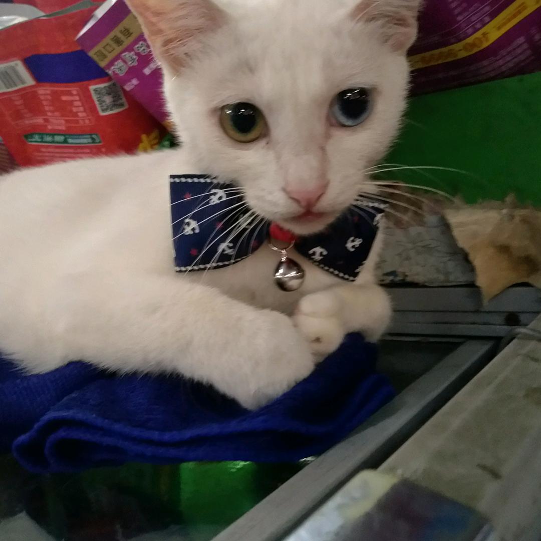 雄鸡展翅，乱飞一气