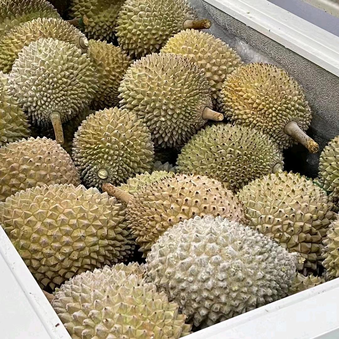 重庆D197猫山王榴莲批发