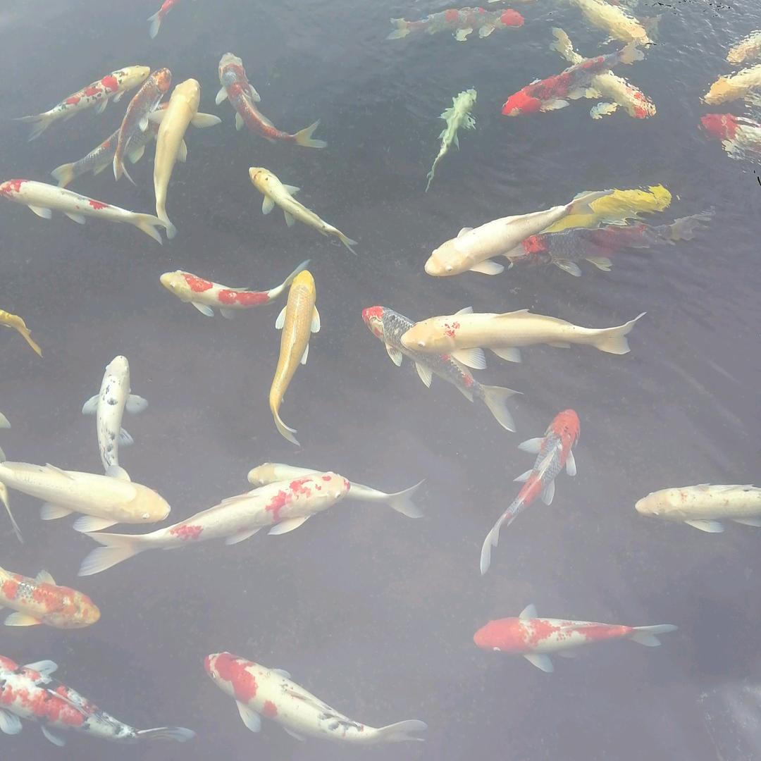 难 得 糊 涂