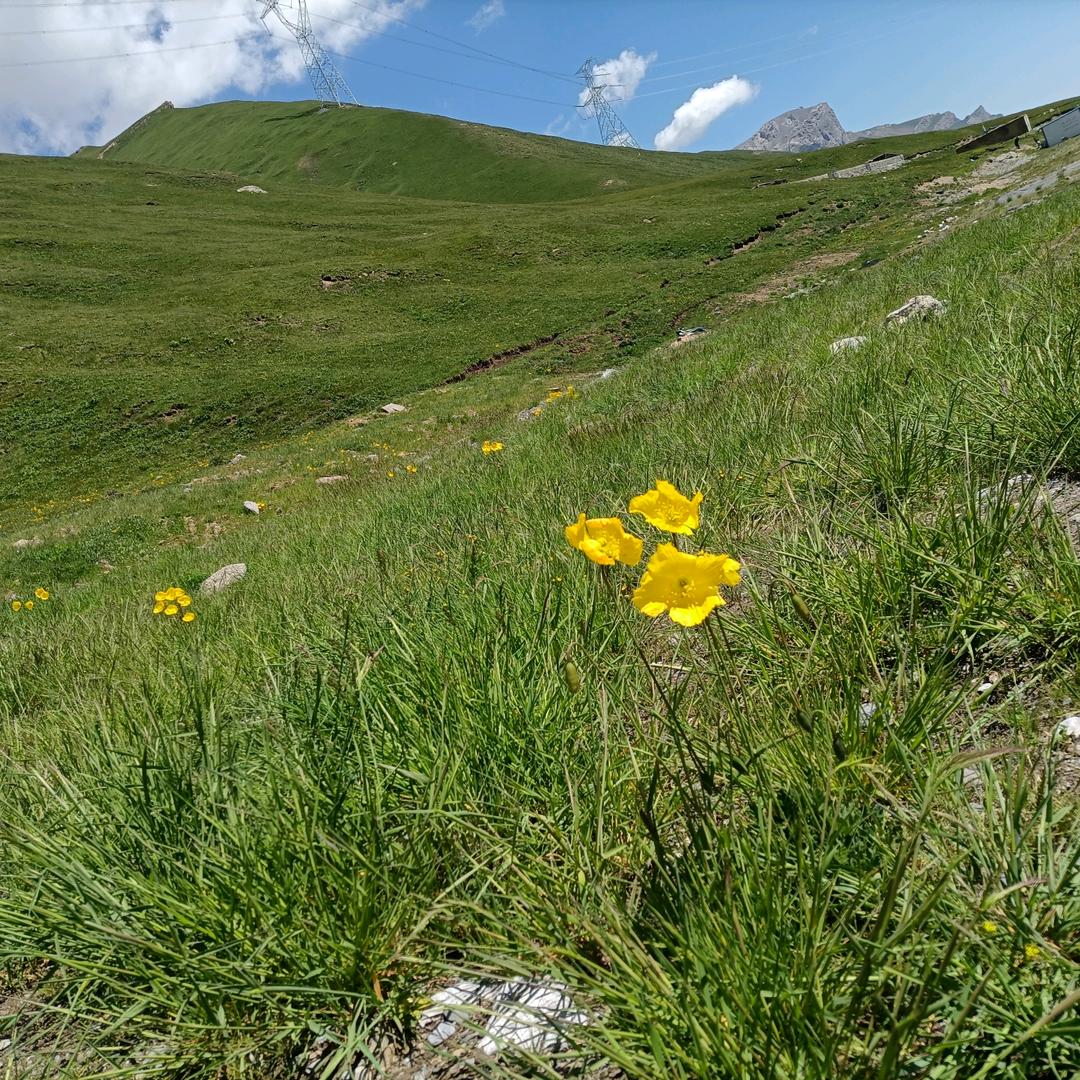 马姑娘～～～～