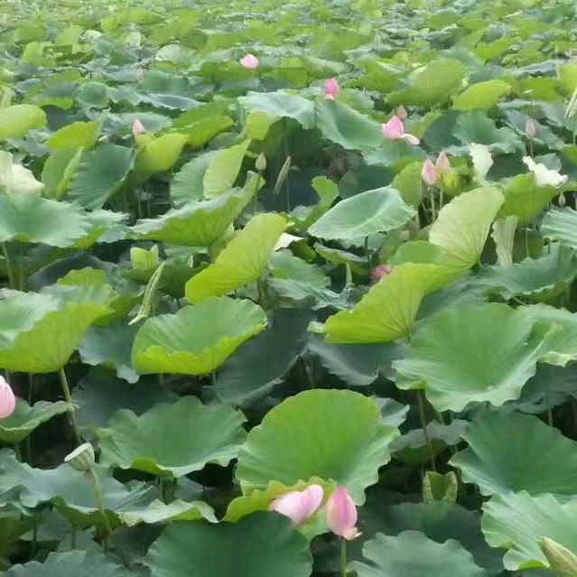 用户1034130626377