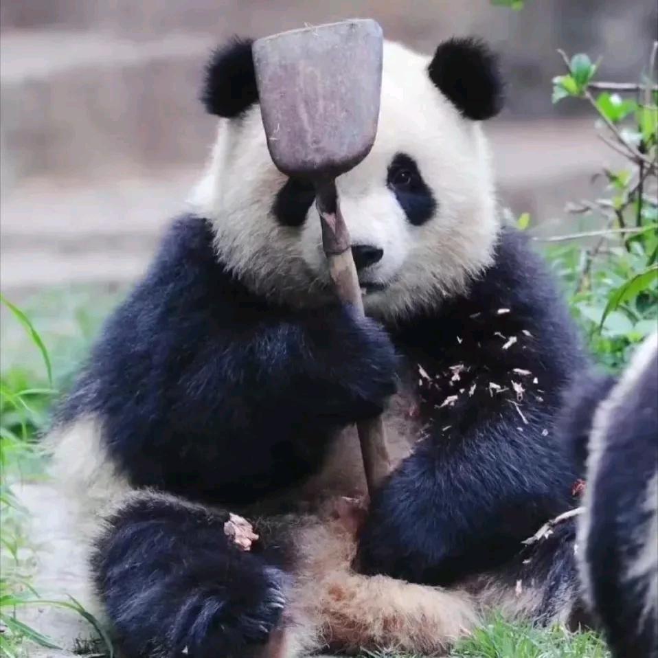 🤪一条孙菜鱼。