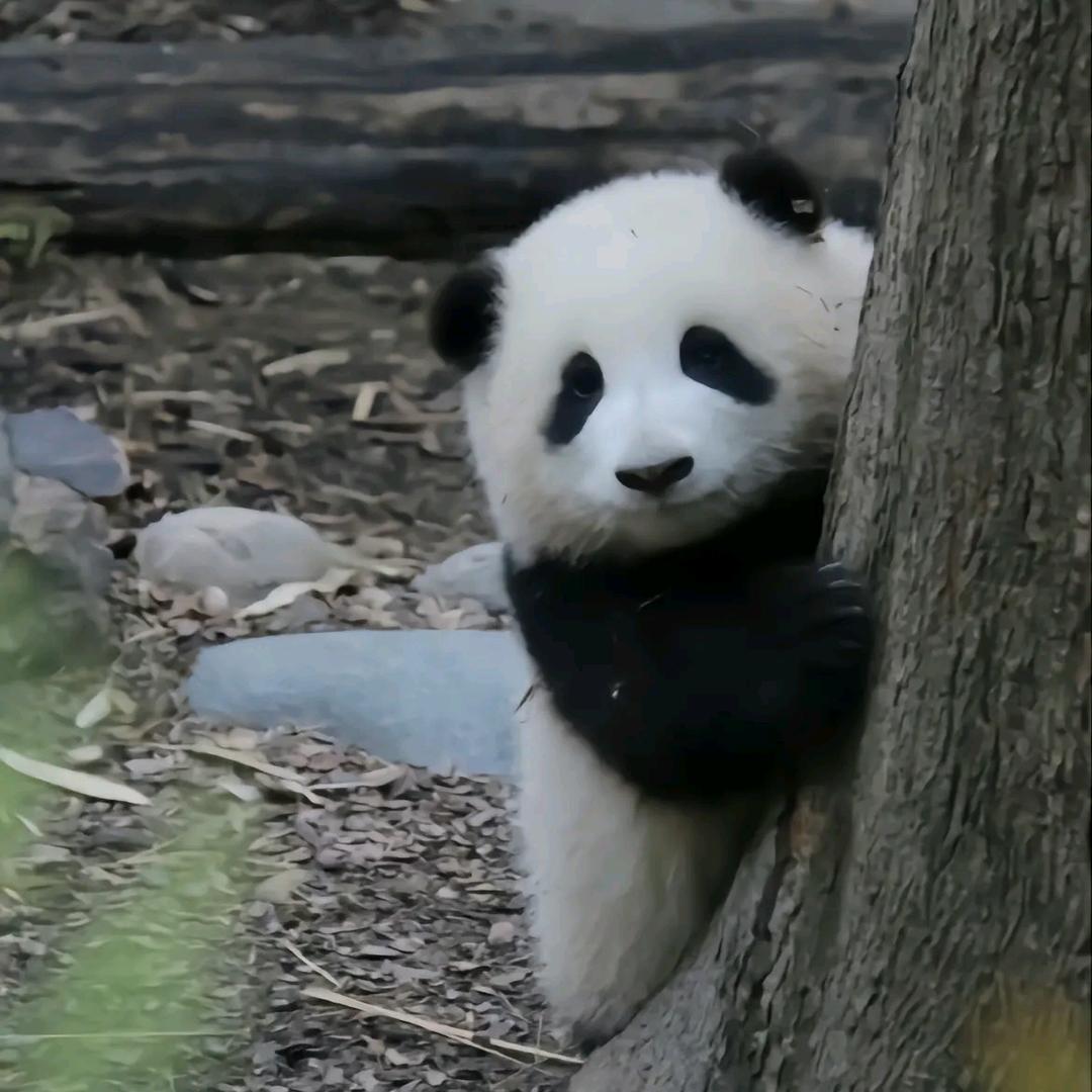 因吹斯汀