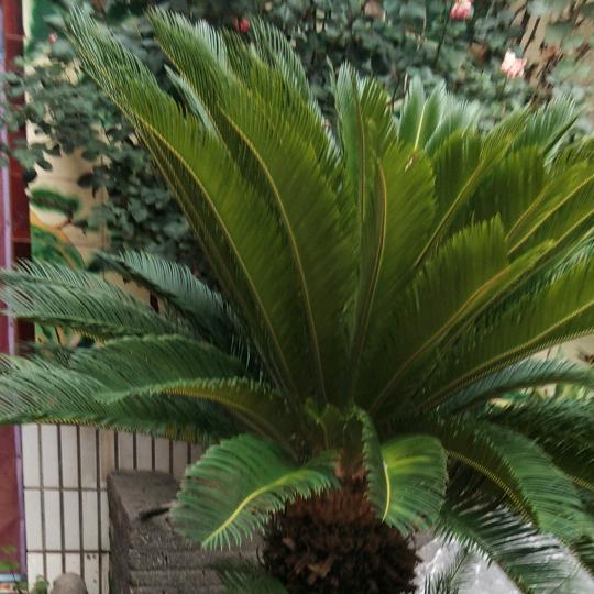 浚县腾达圣伯纳,中亚,德牧犬业