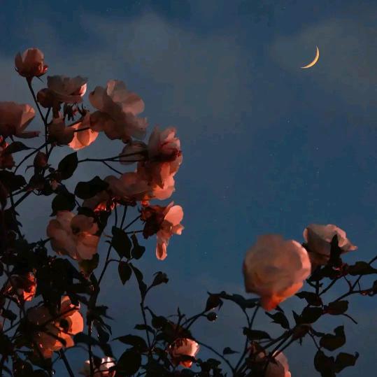 背带裤与篮球鸡