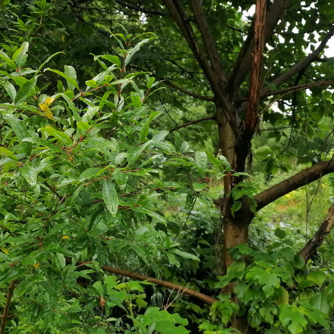 用户2805185445798香仙