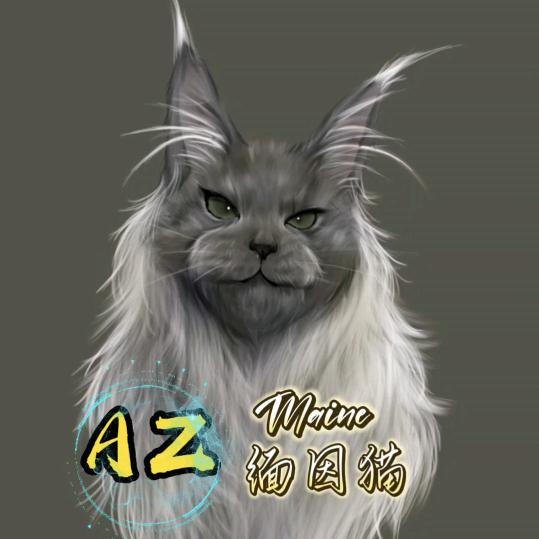 AZ俄系缅因猫（免费鉴定）