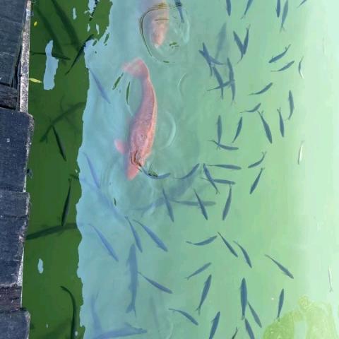 刘师傅防水团队