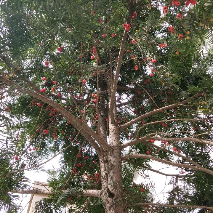 红豆杉装修设计&王工