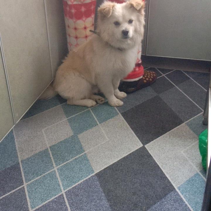 唐大大