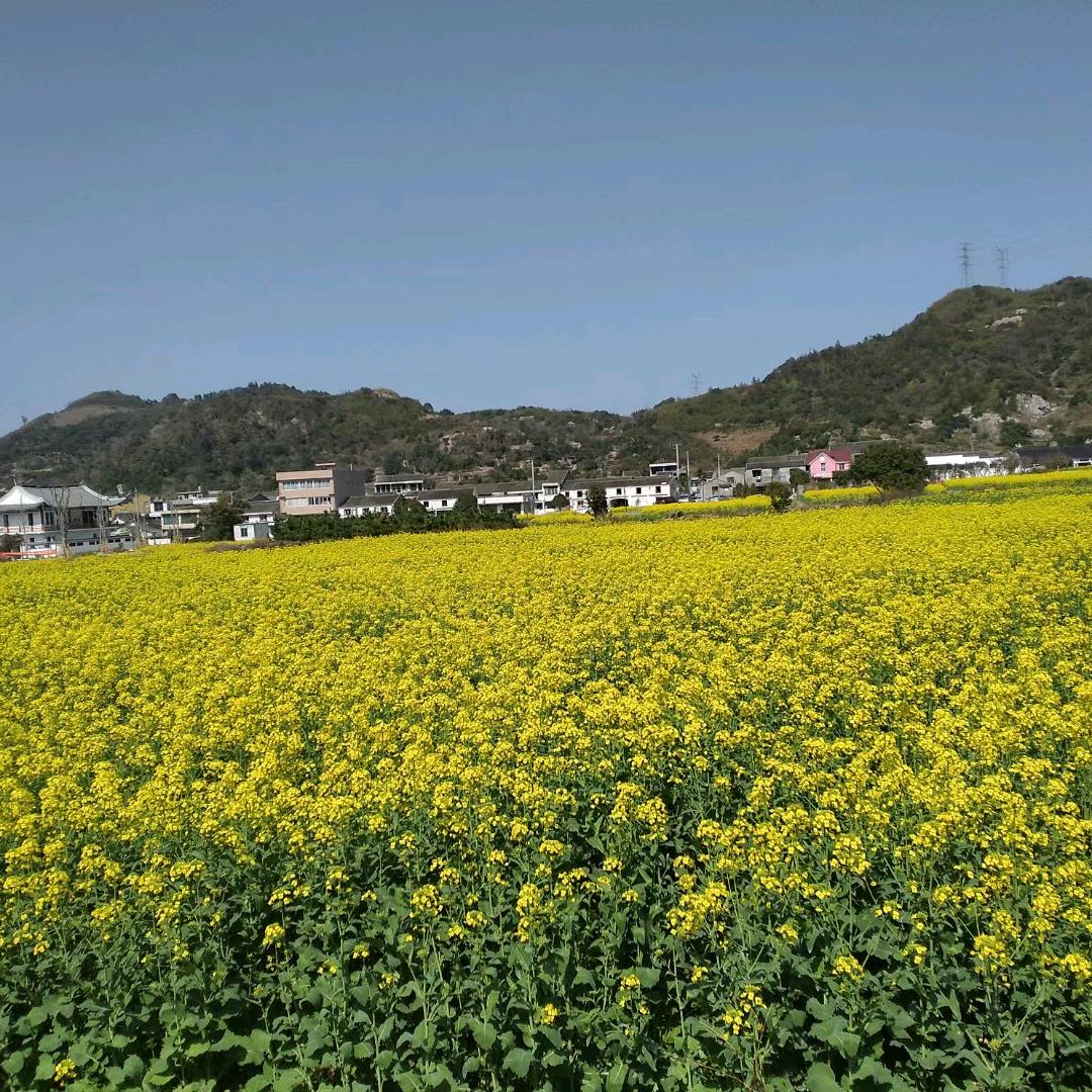 油菜花