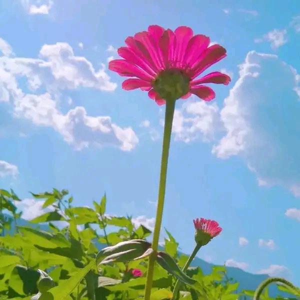 《玫瑰哥》新人首播