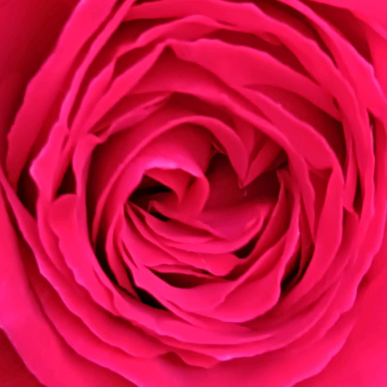 👫爱你不离不弃🌹