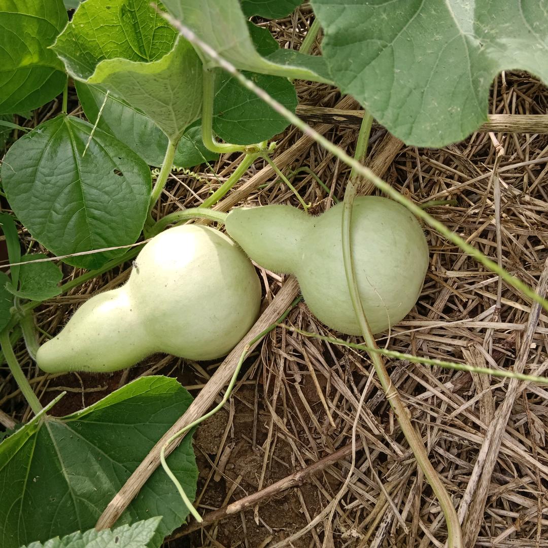 甜然去雕饰