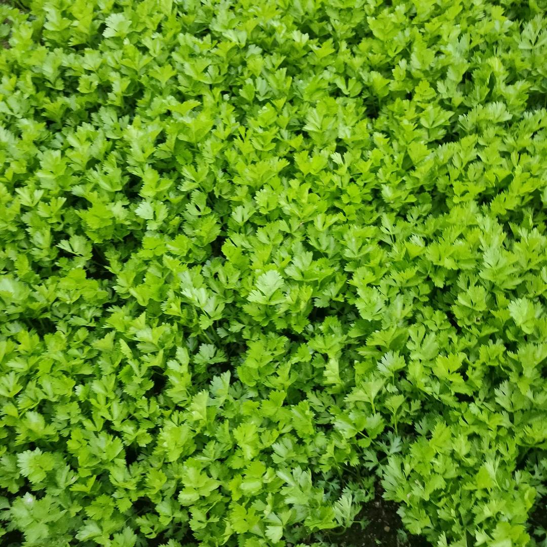 滑县芹菜苗，育苗基地。