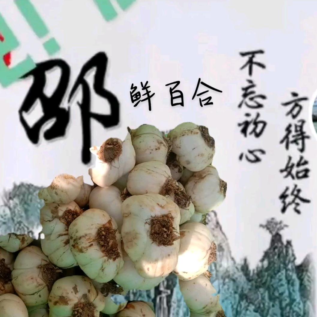 老兵鲜百合(90、12)