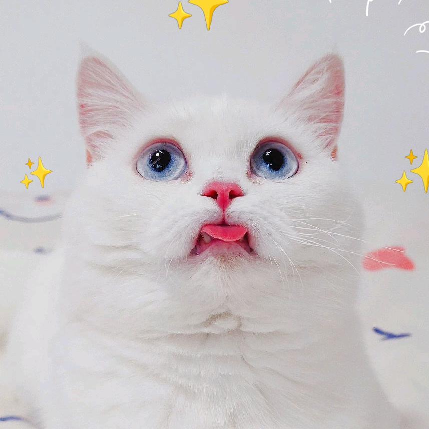 Ailsa养猫时光