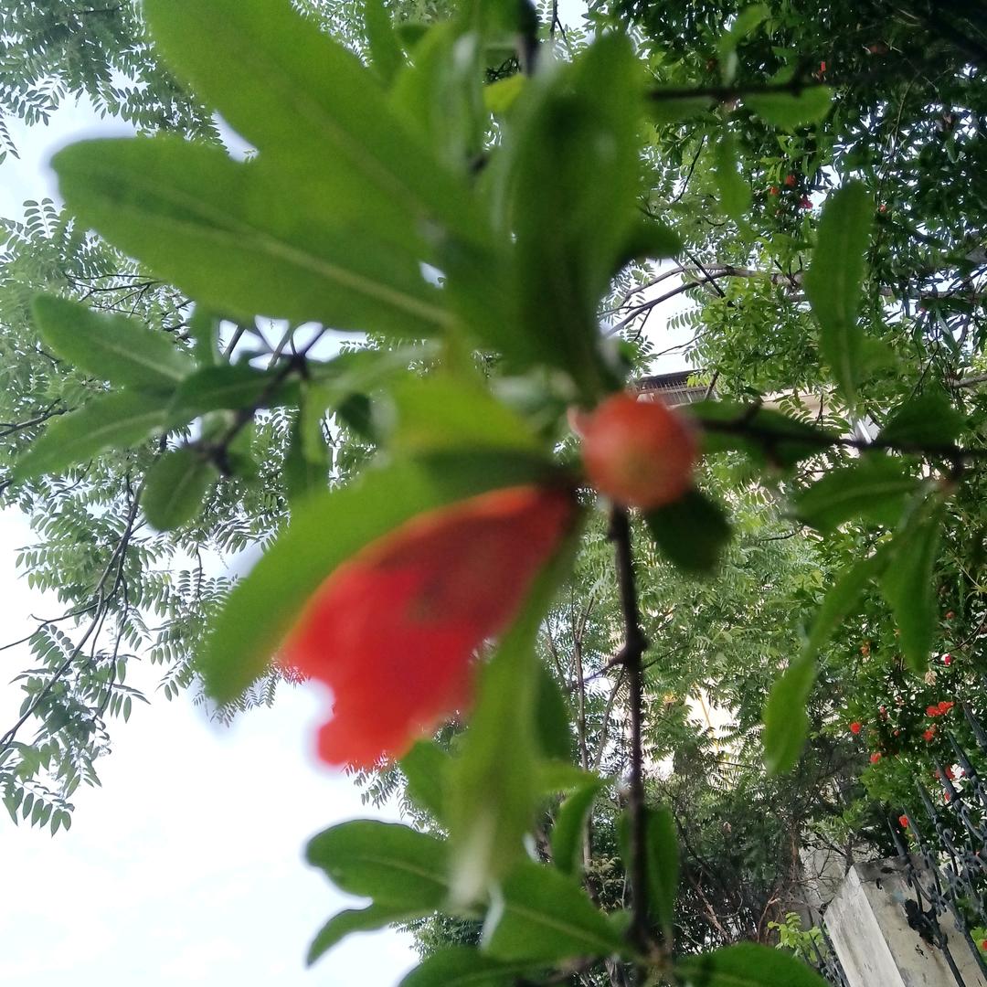 焦某