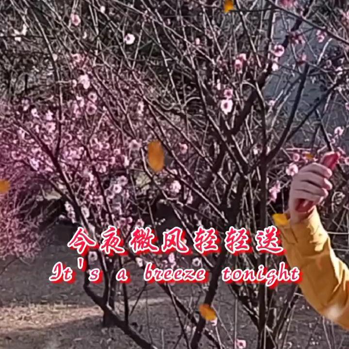 小娇