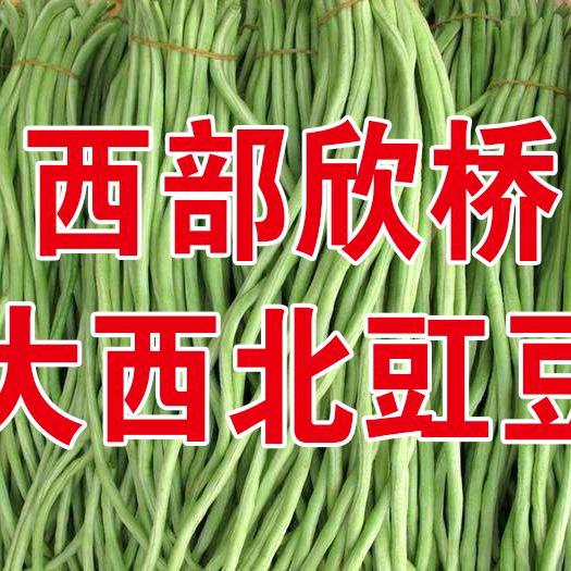 坤雨农业大西北豇豆001号采购