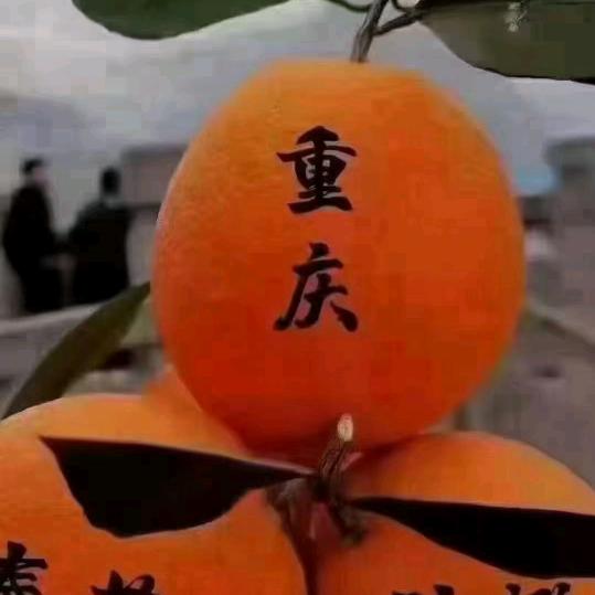 松树林