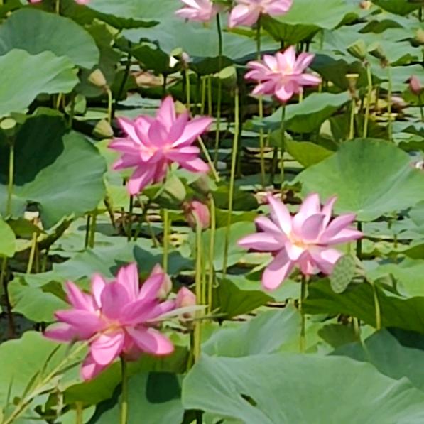 秀莲